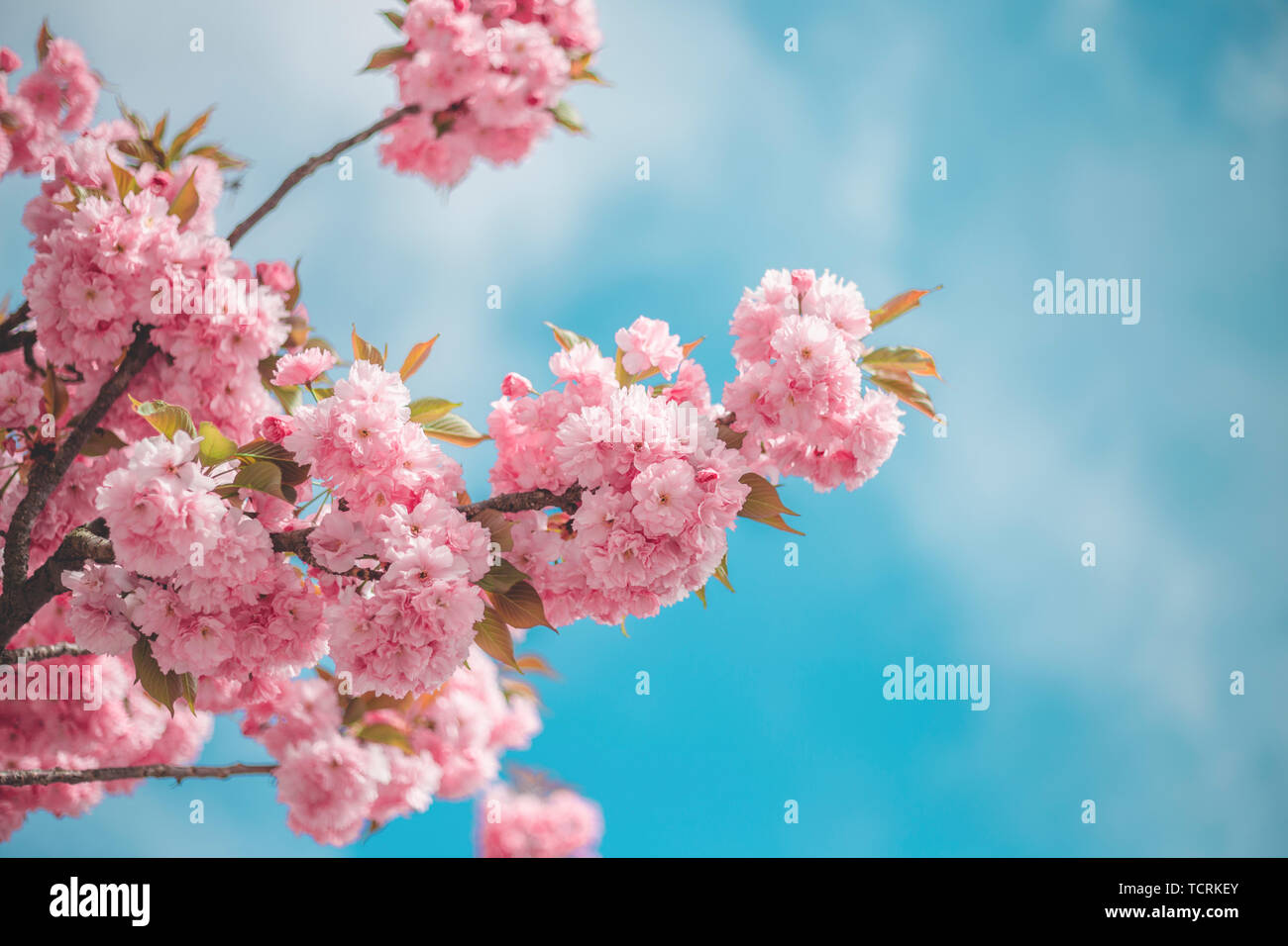 Support Trees In Winter Season Snow And Cherry Wood No One Frost Cold Nature Leaves Autumn Backstage Wood Weather Weather Outdoor Park Plants Landscape With Bright Stock Photo Alamy