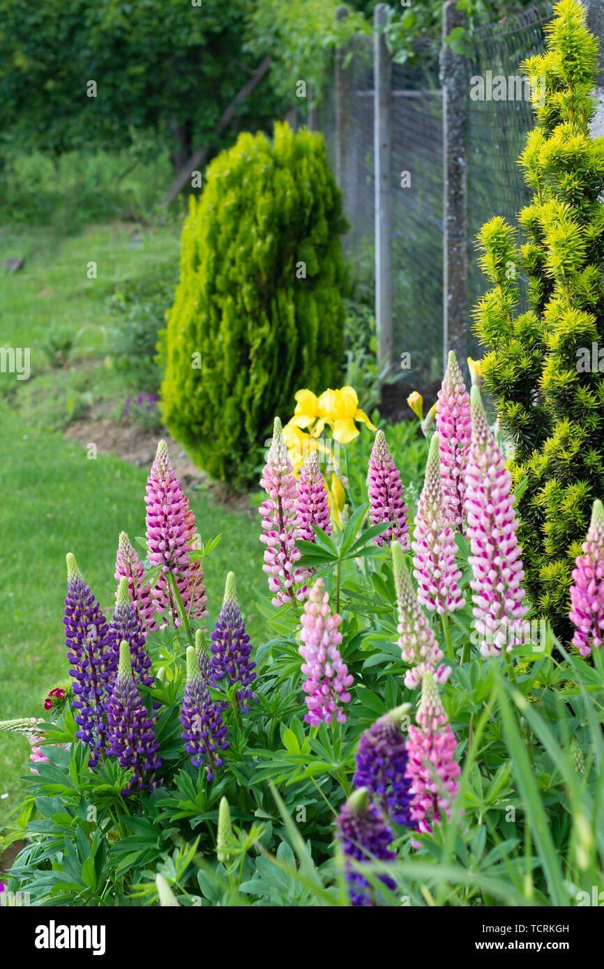 lupin flower closeup growing in garden Stock Photo