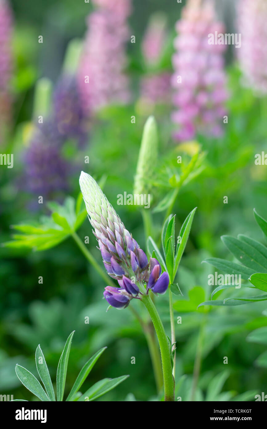 lupin flower closeup in garden Stock Photo