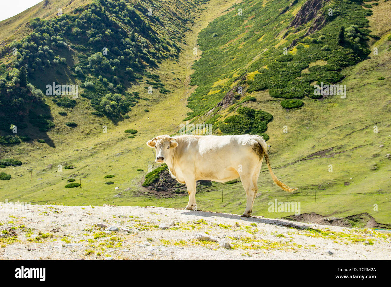 A cow on the prairie Stock Photo - Alamy