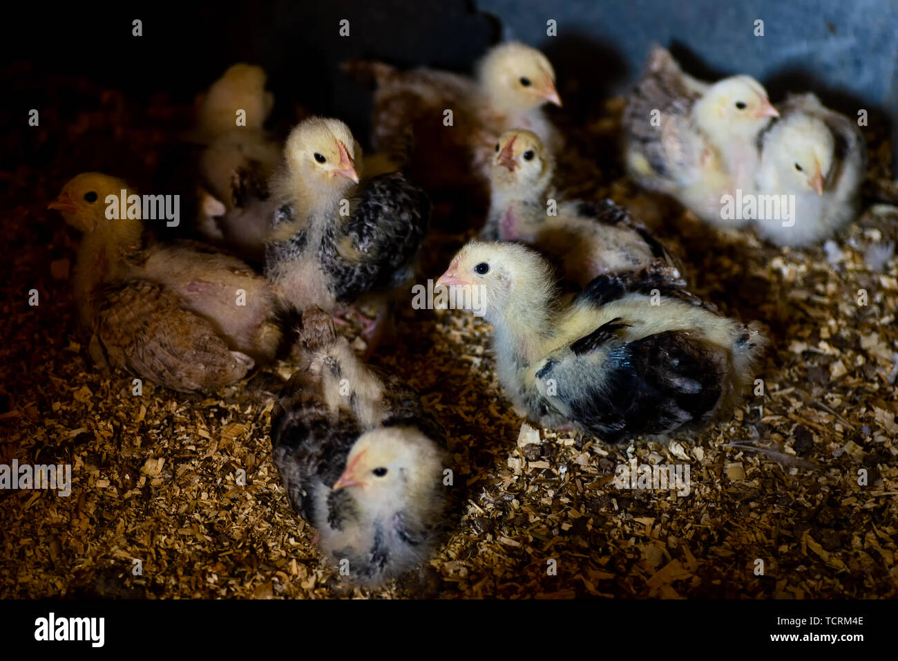 many chickens on a farm in a chicken coop in a special pen Stock Photo ...