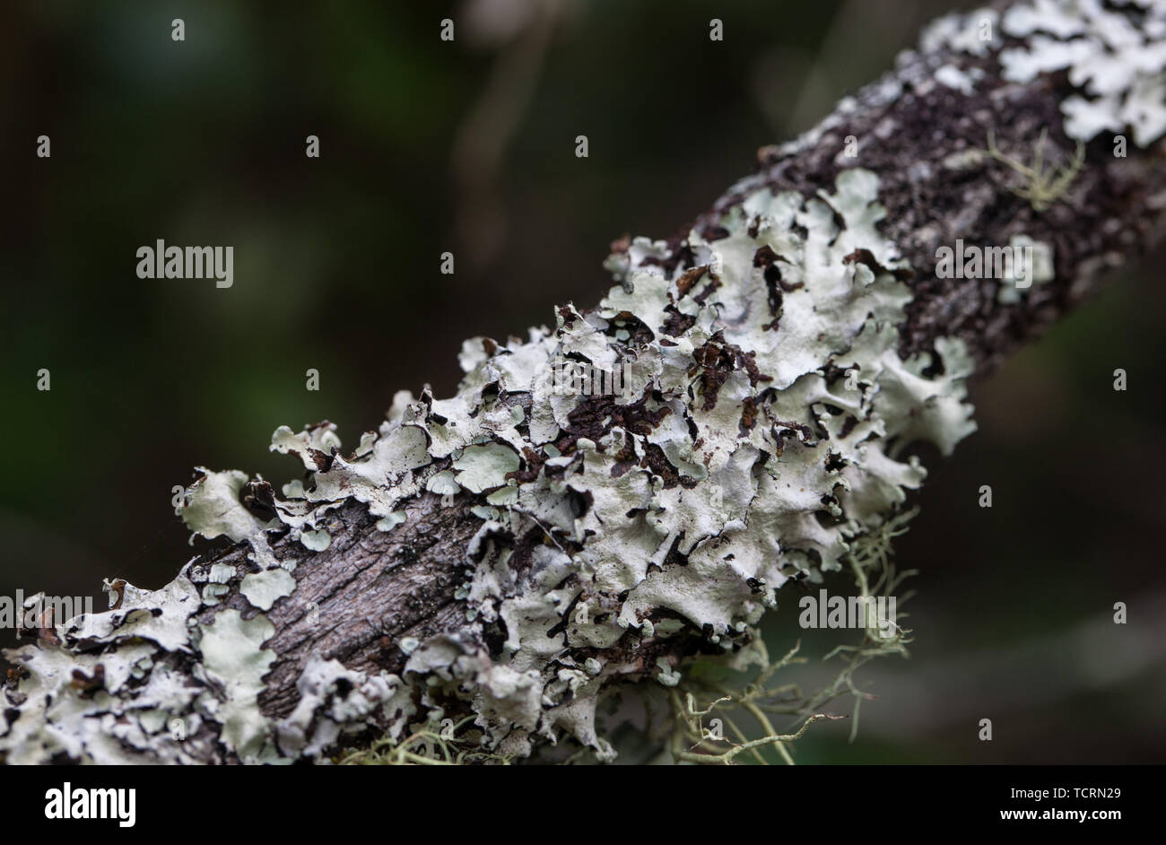 Closeup photo mossy dead tree trunk and branch. Macro photo Stock Photo