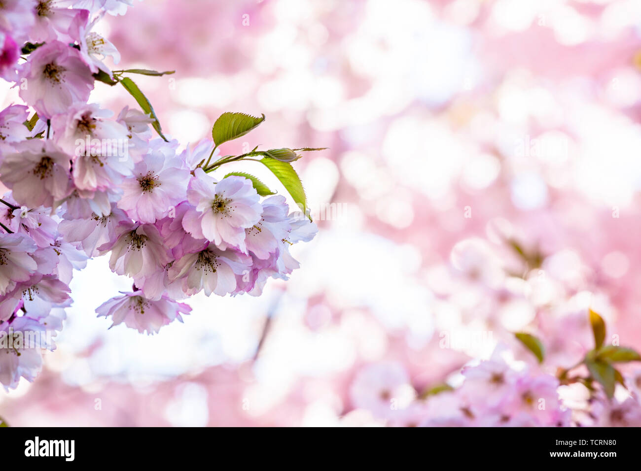Sakura cherry blossoms hires stock photography and images Alamy