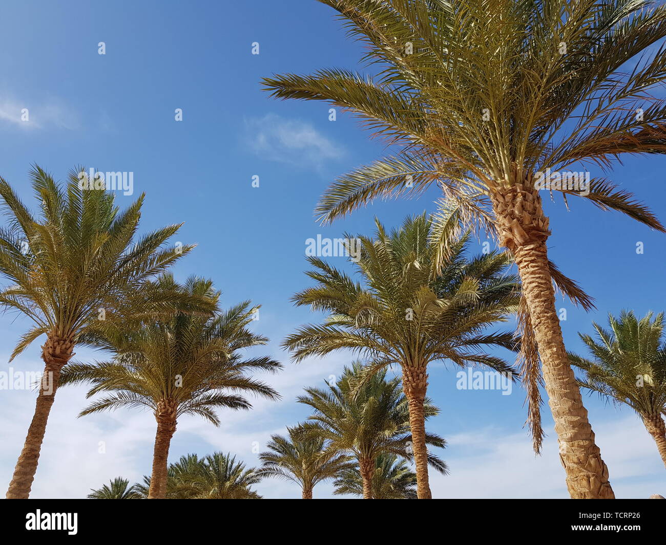 Coconut tree on blue sky in Egypt Stock Photo Alamy