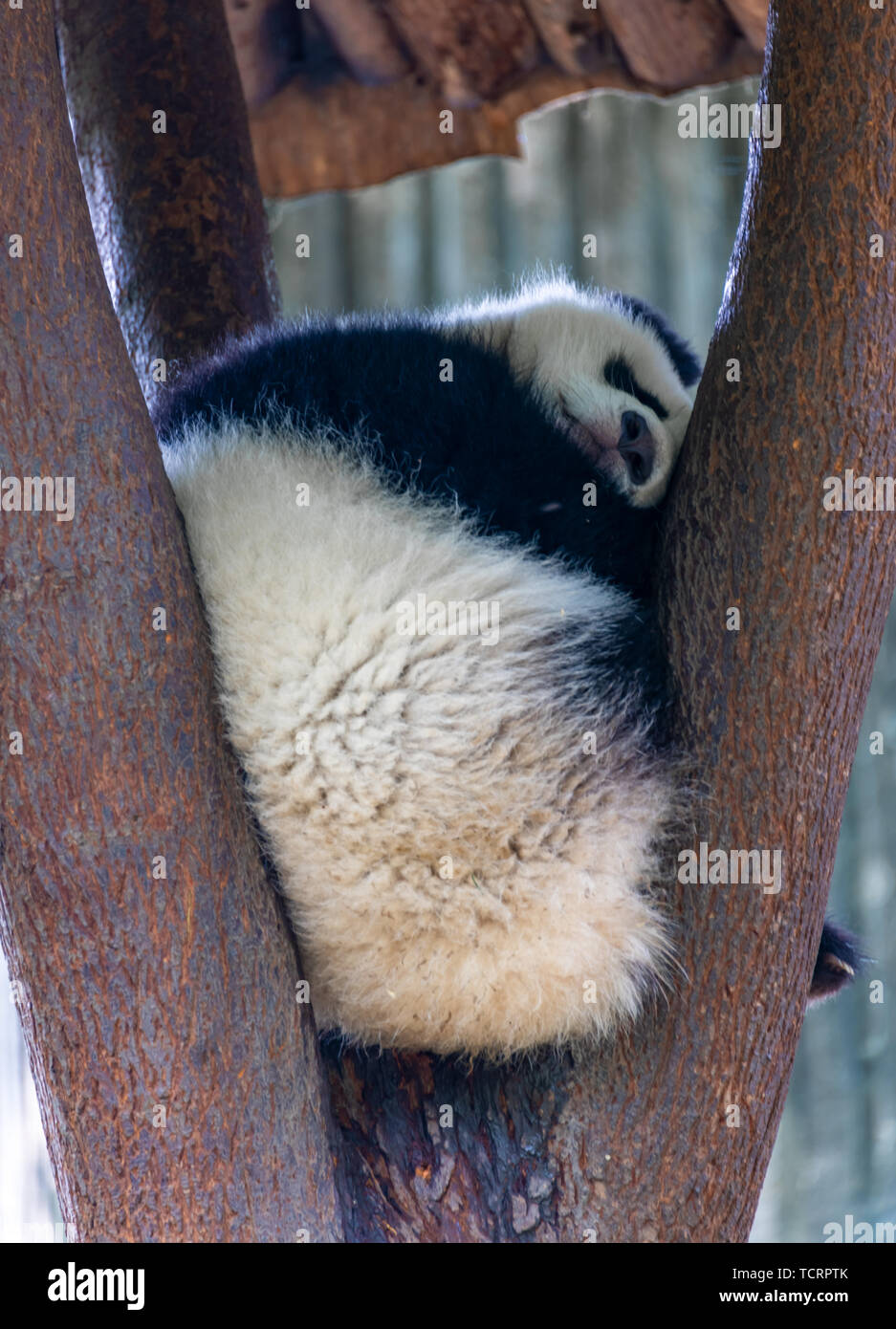 A lazy giant panda lying down Stock Photo - Alamy