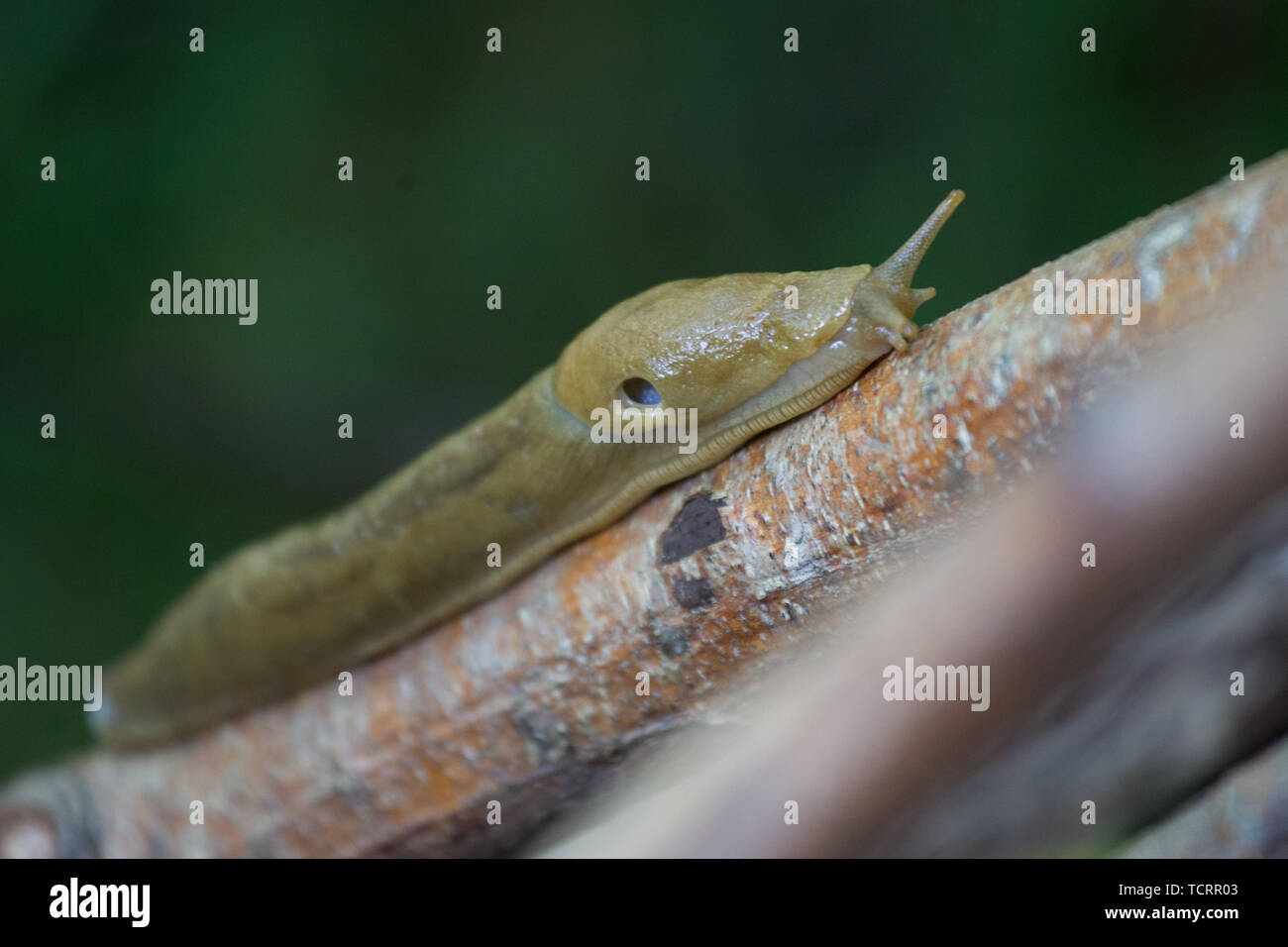 Yummy slug diet hires stock photography and images Alamy