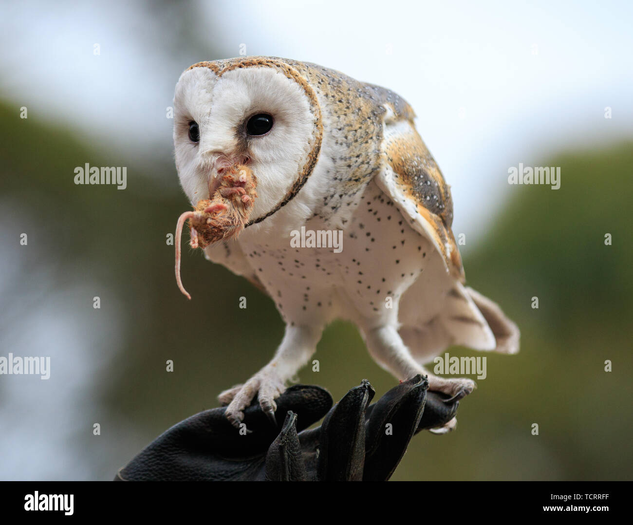 Cute barn owl, Tyto alba, with large eyes caught a mouse and eats her Stock  Photo - Alamy