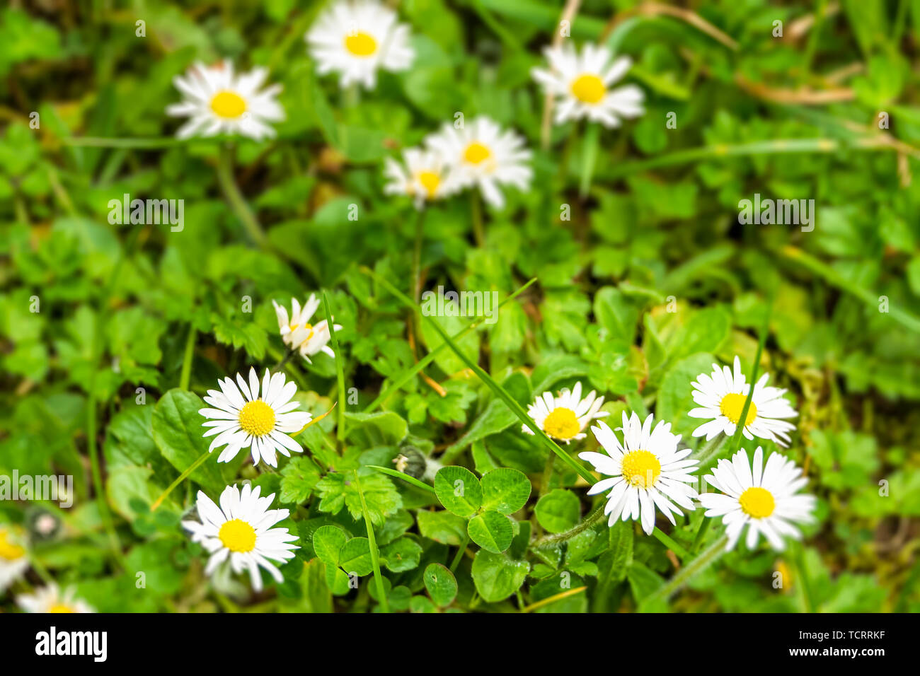 Daises summer white background hi-res stock photography and images - Alamy