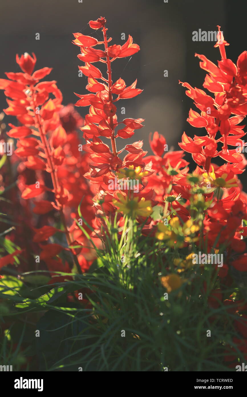 Plants flowers grass hi-res stock photography and images - Alamy