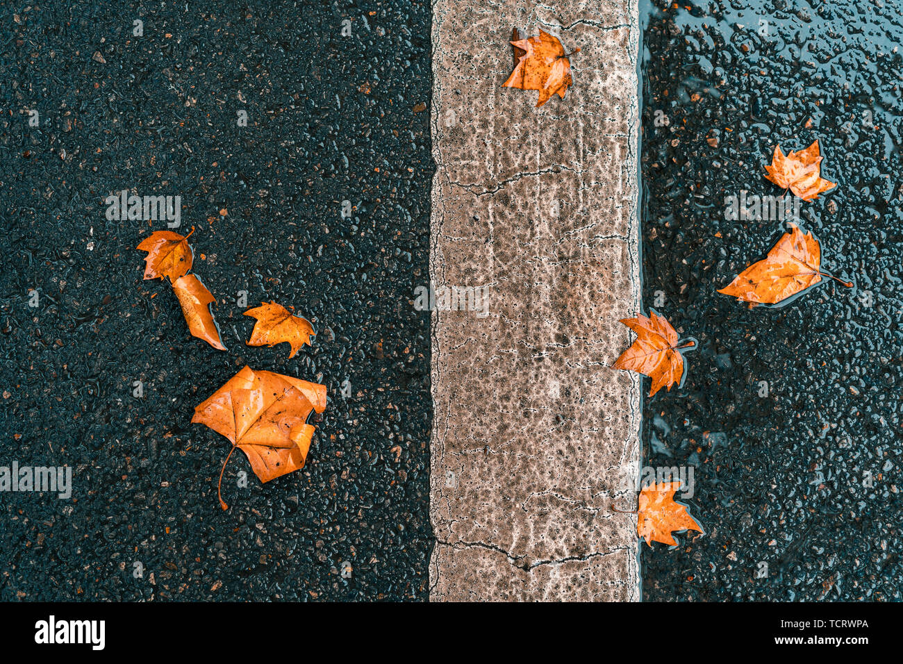 The fallen leaves on the road, the chill of autumn. Stock Photo