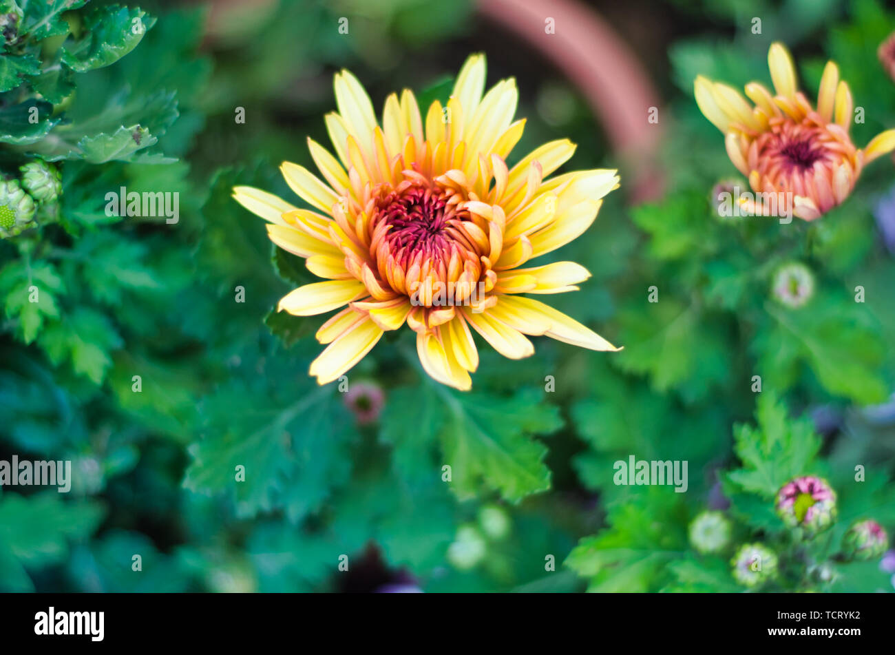 Chrysanthemum in full bloom hi-res stock photography and images - Alamy