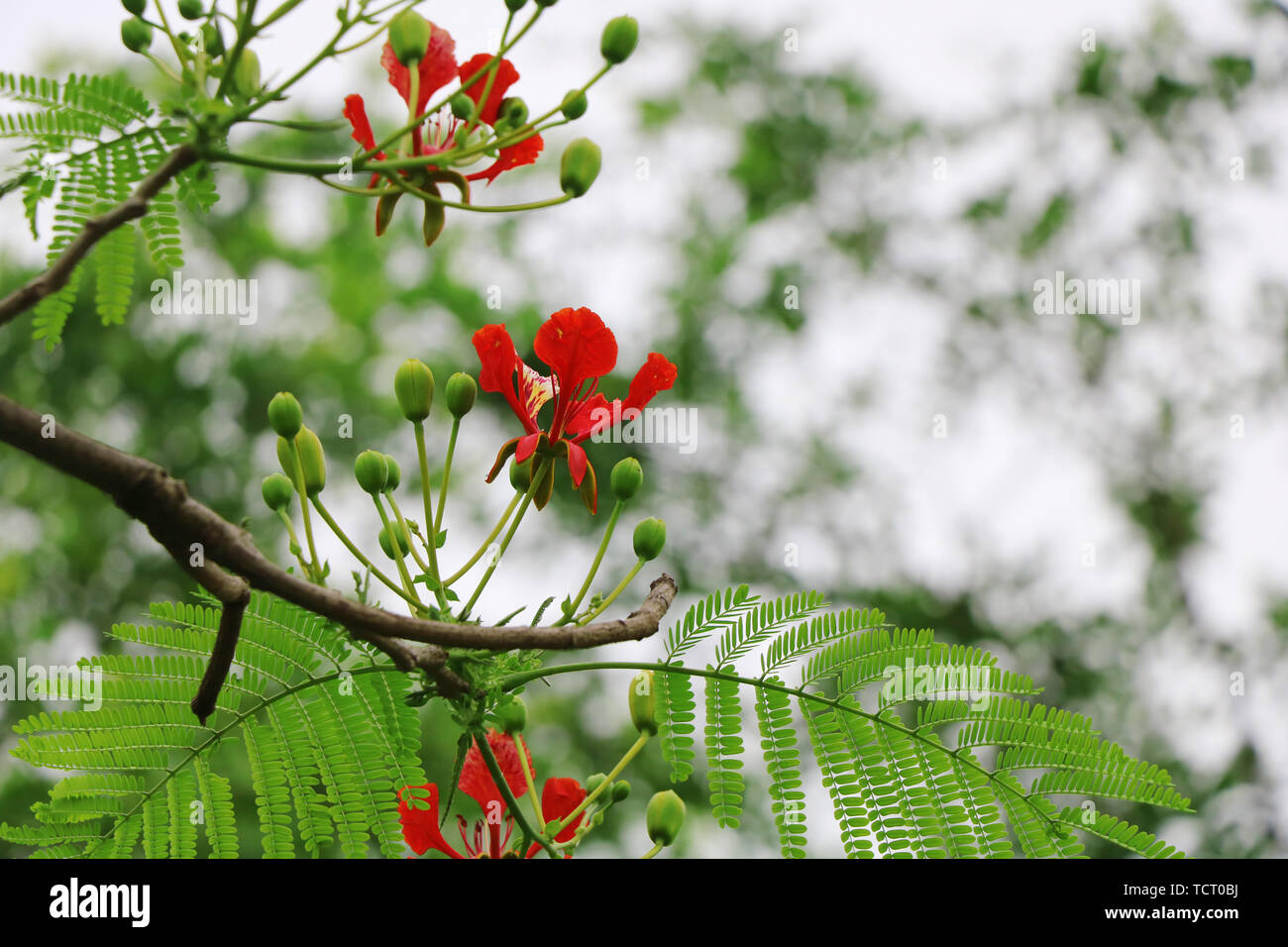 Garden ornamental tree Phoenix tree Stock Photo Alamy