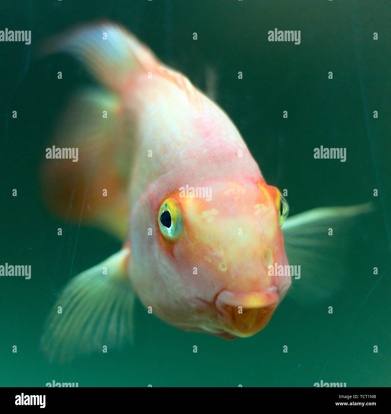 Cute small fish in an aquarium Stock Photo