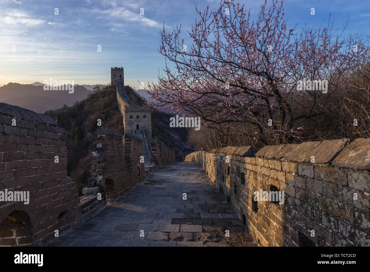 April Jinshan Mountains Great Wall apricot flowers in full bloom Stock Photo