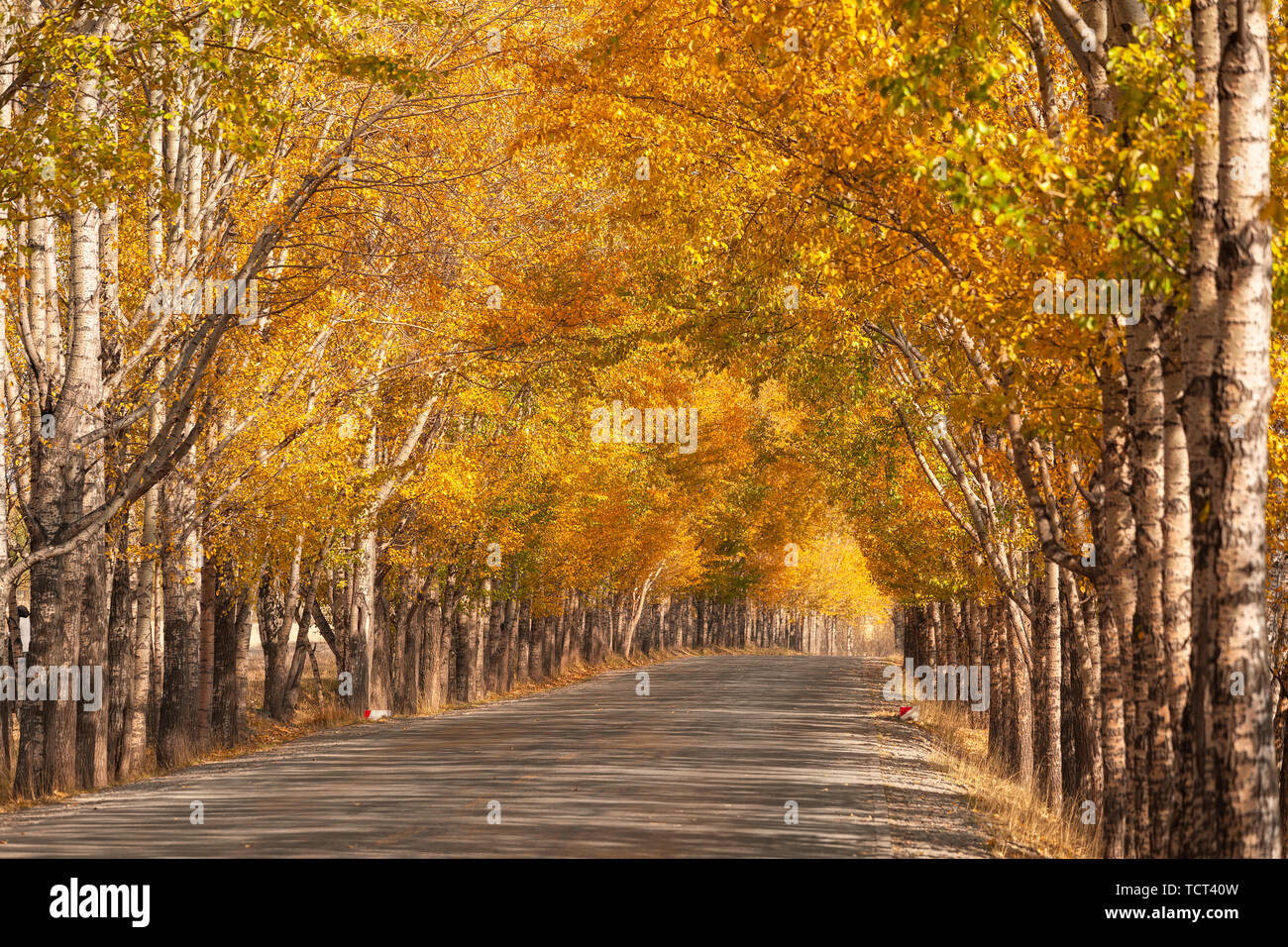 Autumn Golden Boulevard Stock Photo - Alamy