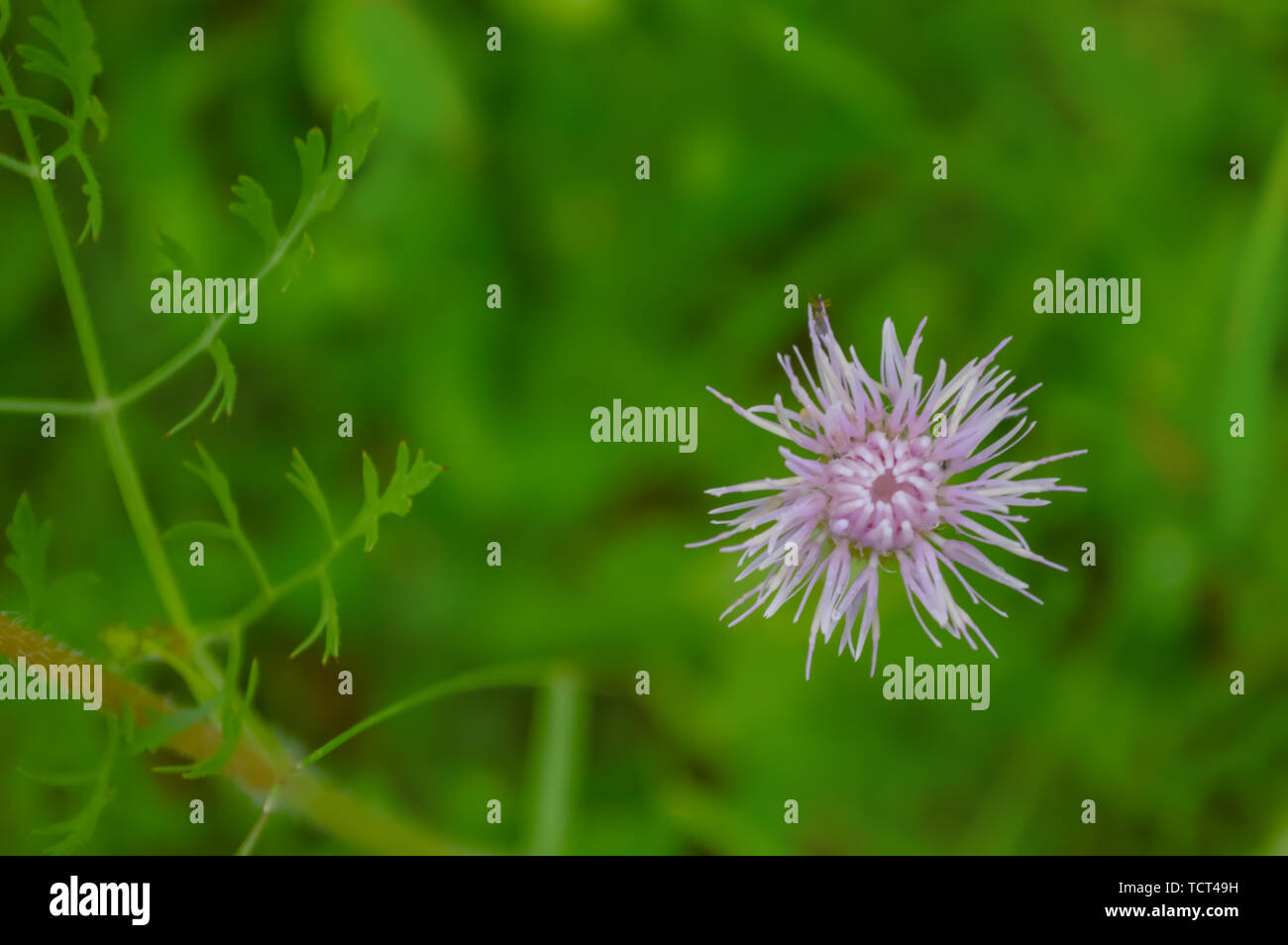 Purple flower close-up / fresh background Stock Photo - Alamy