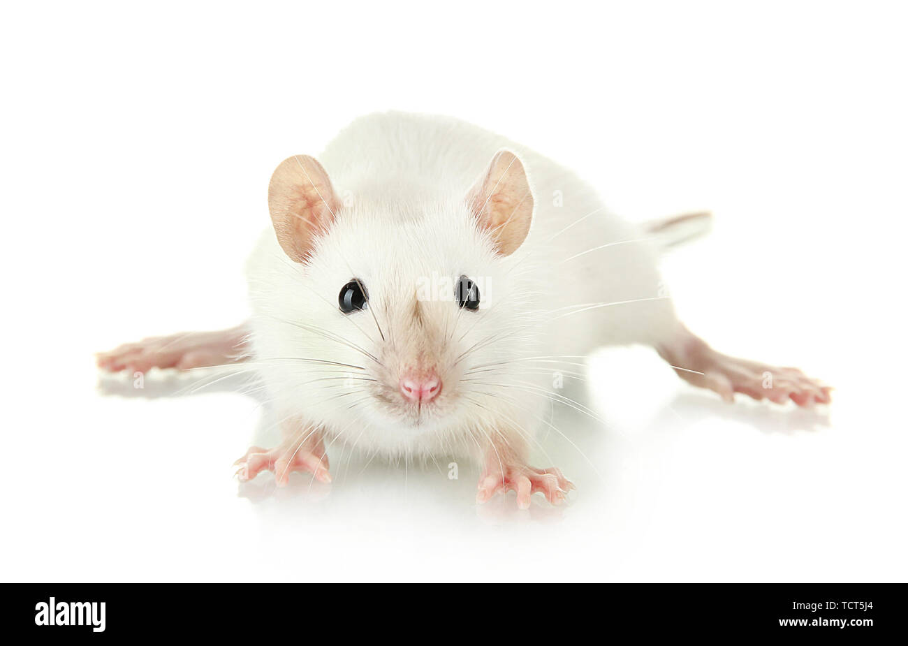 Картинки с крысами с надписями. Мышь на белом фоне. Белая мышь. Белая мышь на белом фоне. Белая крыса.