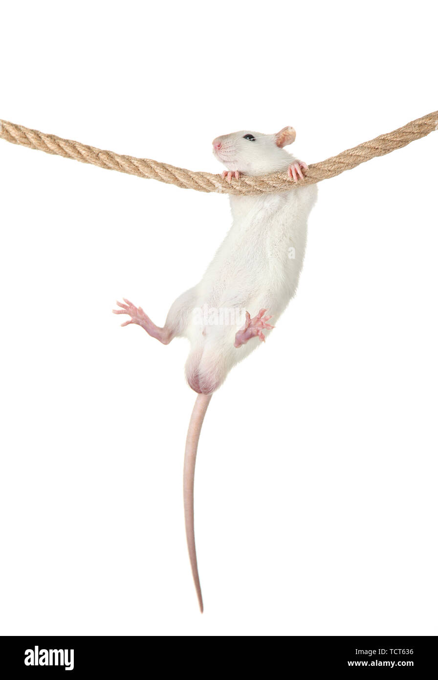 funny little rat on rope, isolated on white Stock Photo - Alamy funny little rat on rope, isolated on white Stock Photo - Alamy