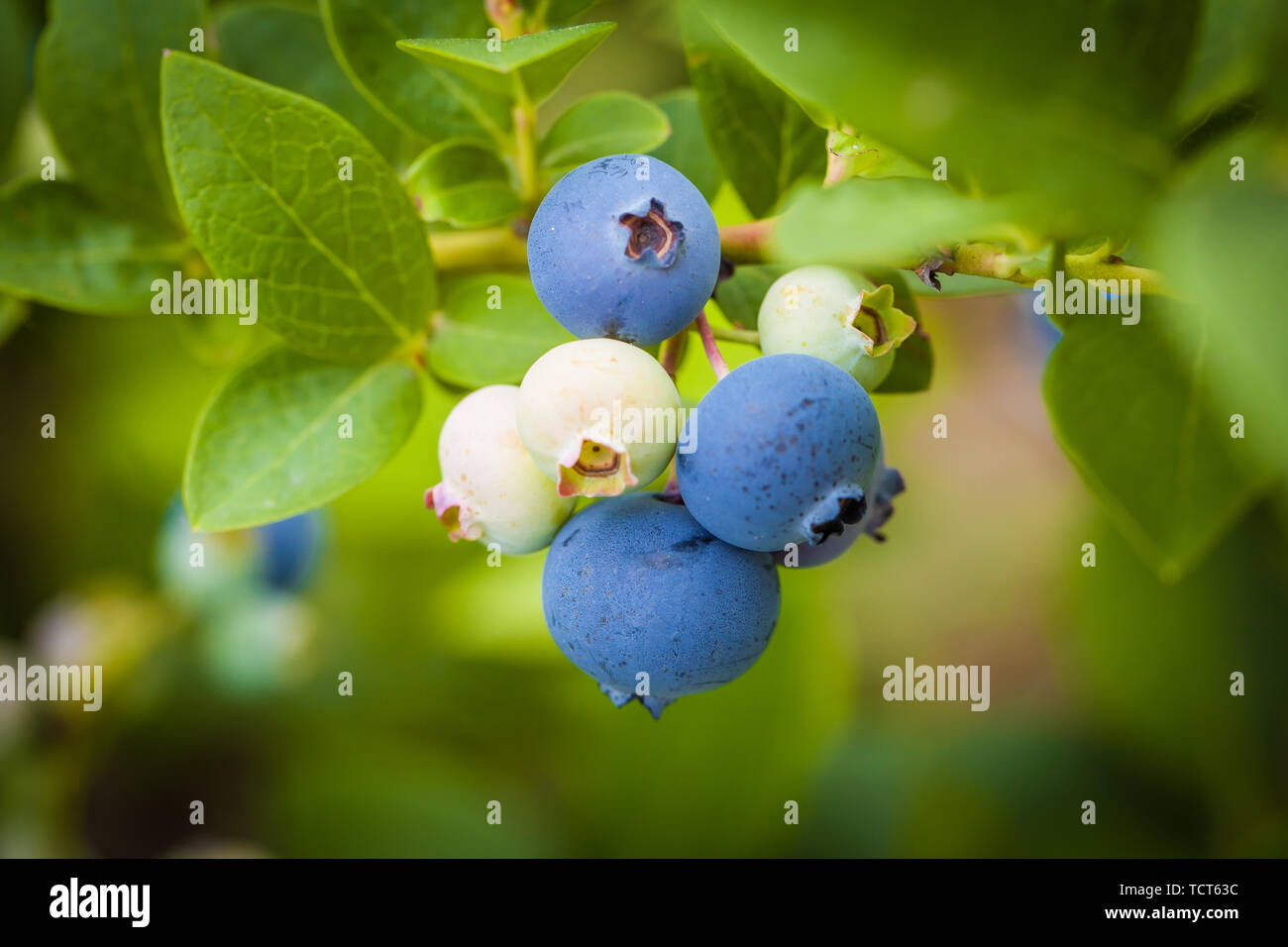 Planting blueberry plants hires stock photography and images Alamy