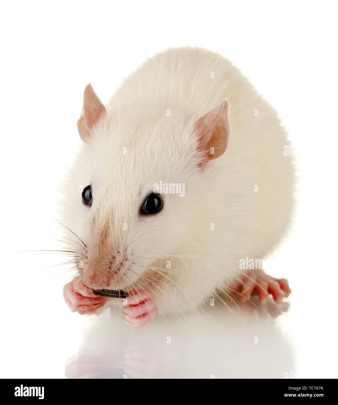 Lab Rats Food Lab rat with shot hi-res stock photography and images - Alamy