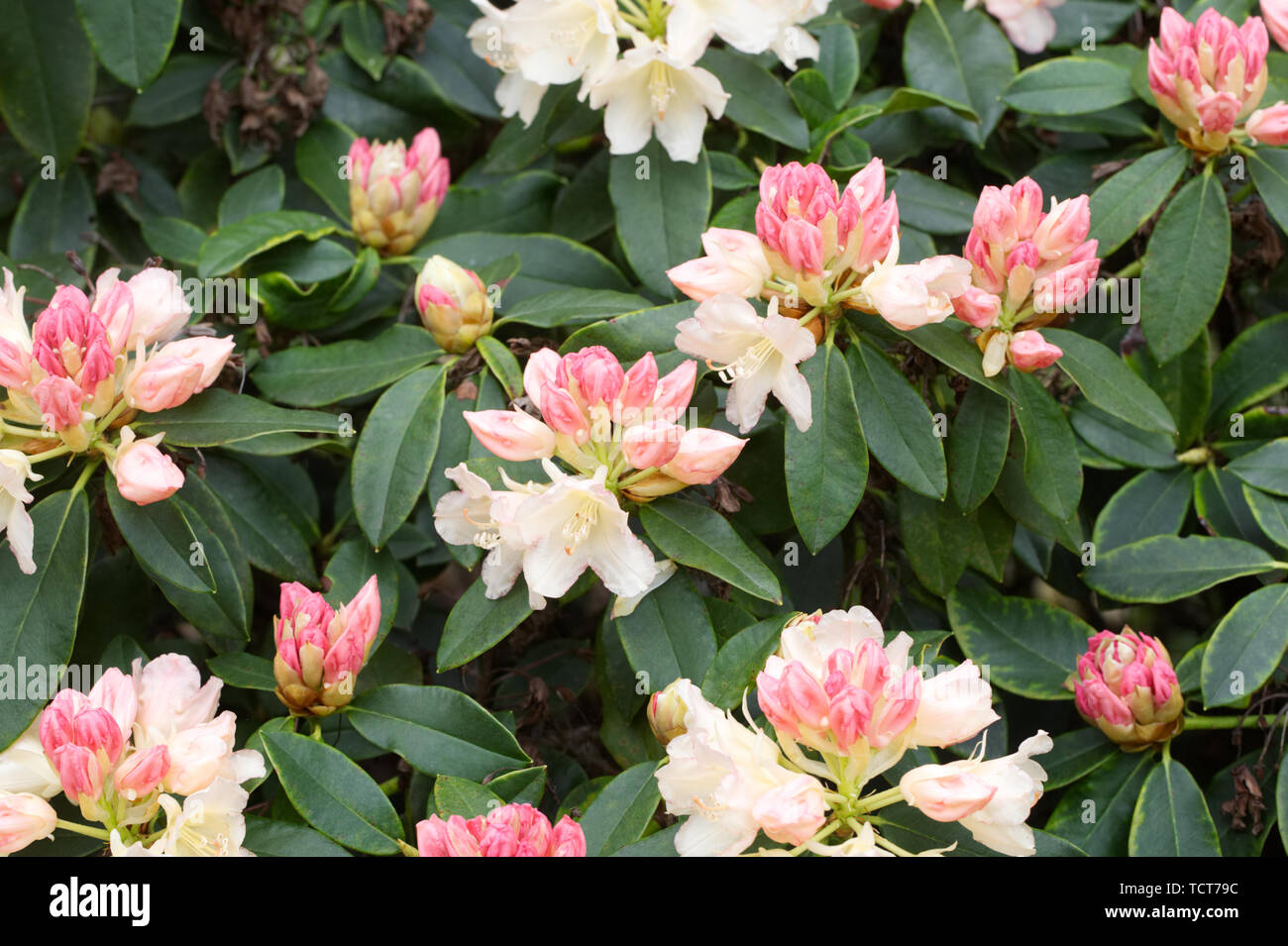 Rhododendron 'Golden Torch' flowers. Stock Photo