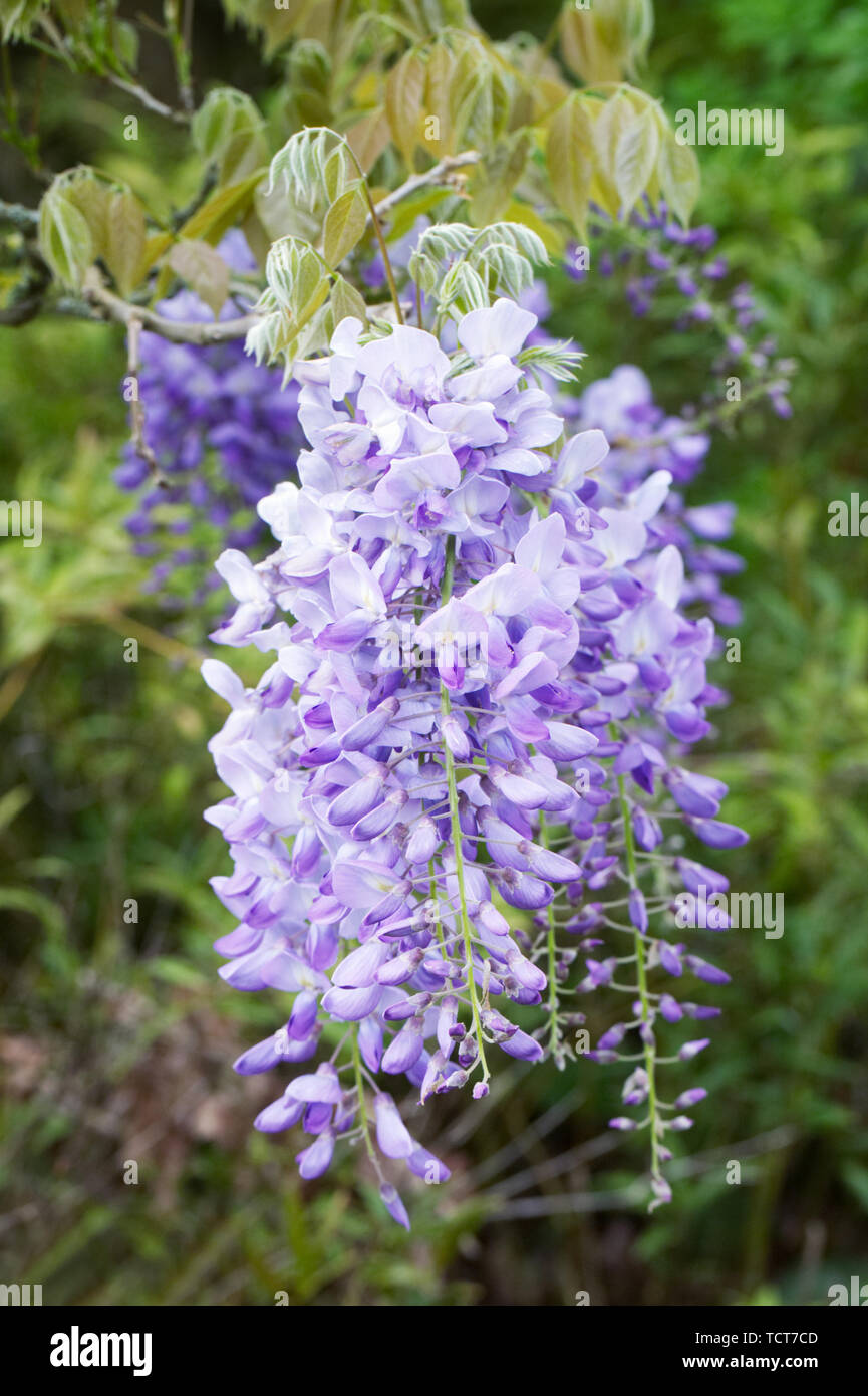 Wisteria sinensis 'Prolific' flower. Stock Photo