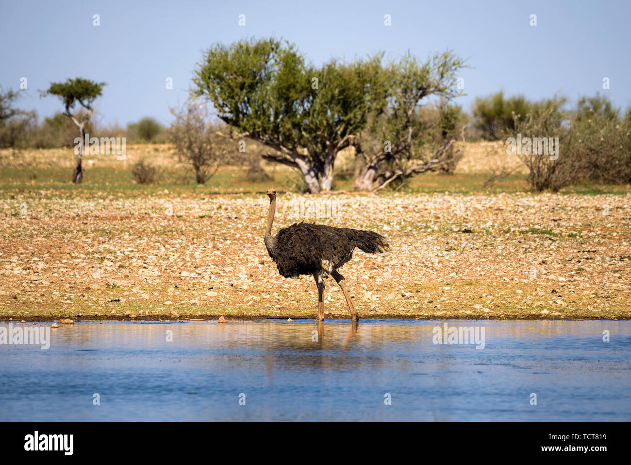 Ostrich walks in water in the Kalahari desert, Namibia, Africa Stock Photo