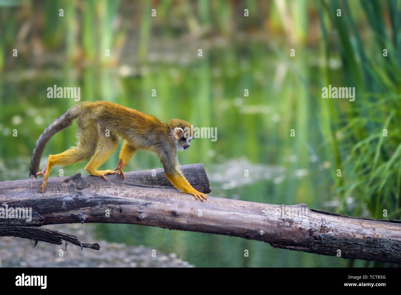 Common squirrel monkey walking on a tree branch above water Stock Photo