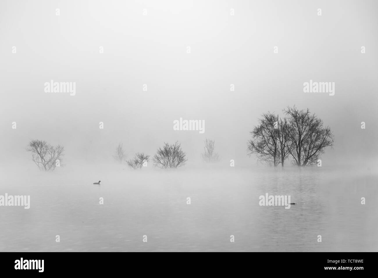 In the morning fog Stock Photo - Alamy