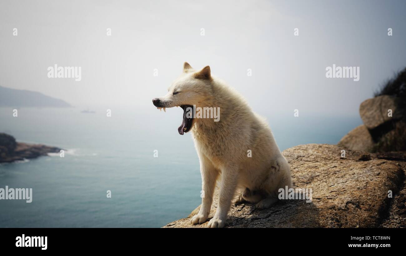 Mammals Photography High Resolution Stock Photography and Images - Alamy