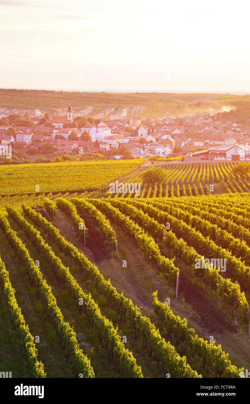 Vertical picture capturing beautiful vineyards near picturesque village Velke Pavlovice in Southern Moravia, Czechia. Photographed in orange sunset light. Popular tourist spot. Stock Photo