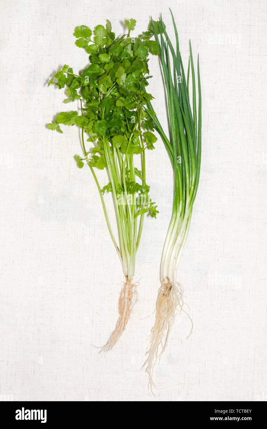cilantro and shallots on a white background Stock Photo