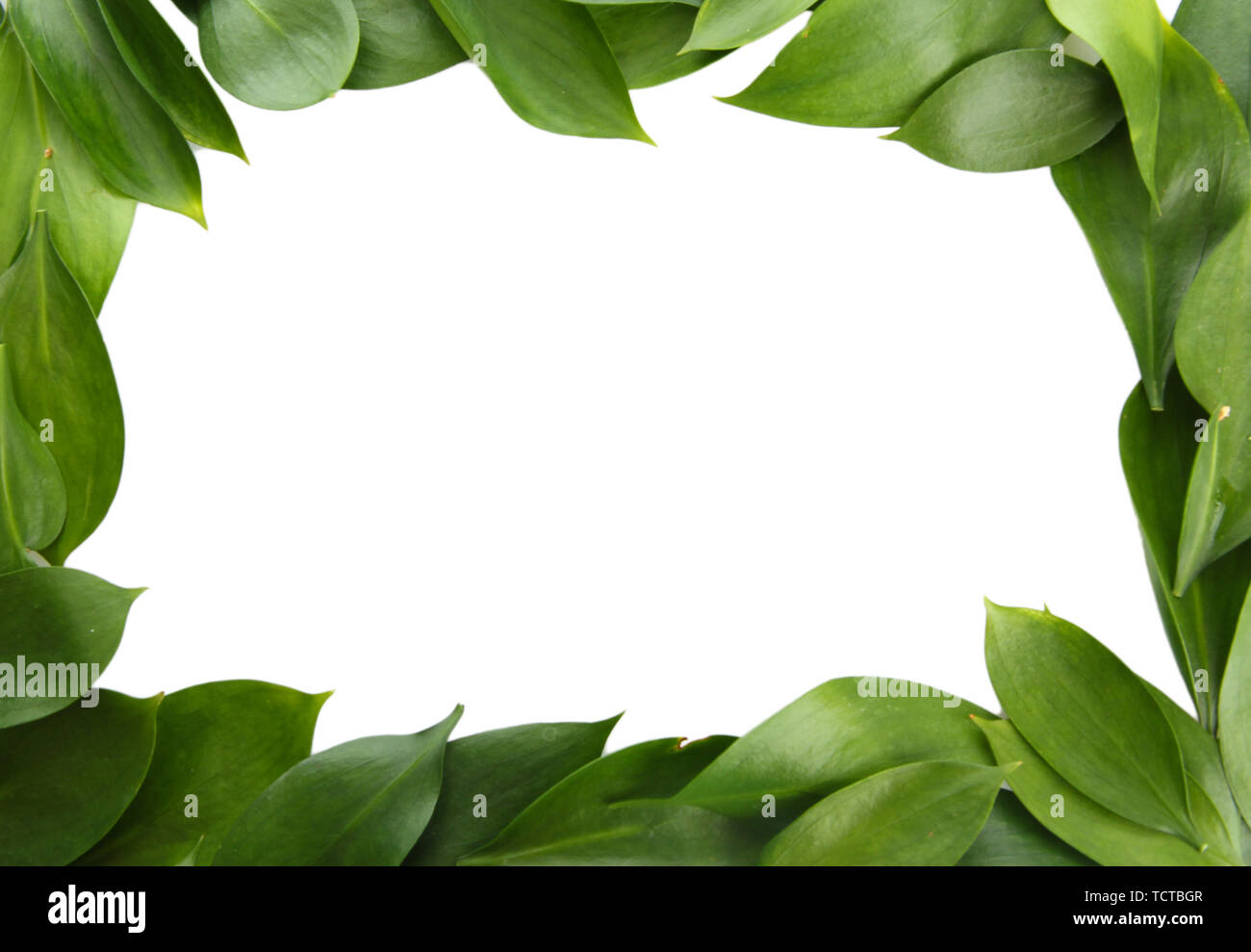 beautiful green leaves, isolated on white Stock Photo - Alamy