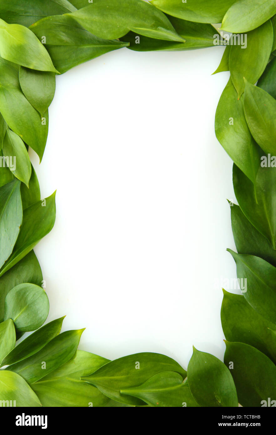 beautiful green leaves, isolated on white Stock Photo - Alamy