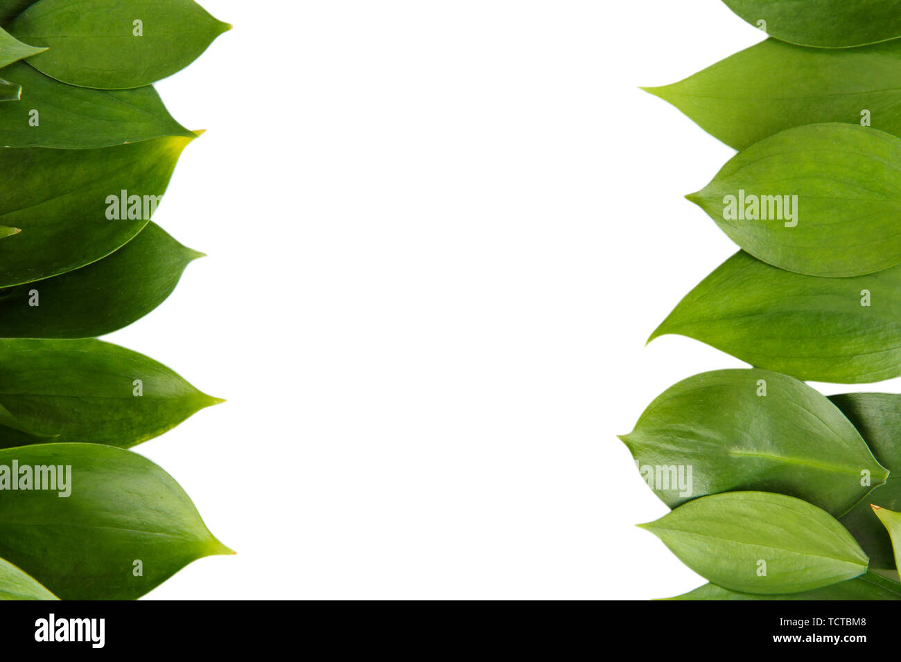 beautiful green leaves, isolated on white Stock Photo - Alamy