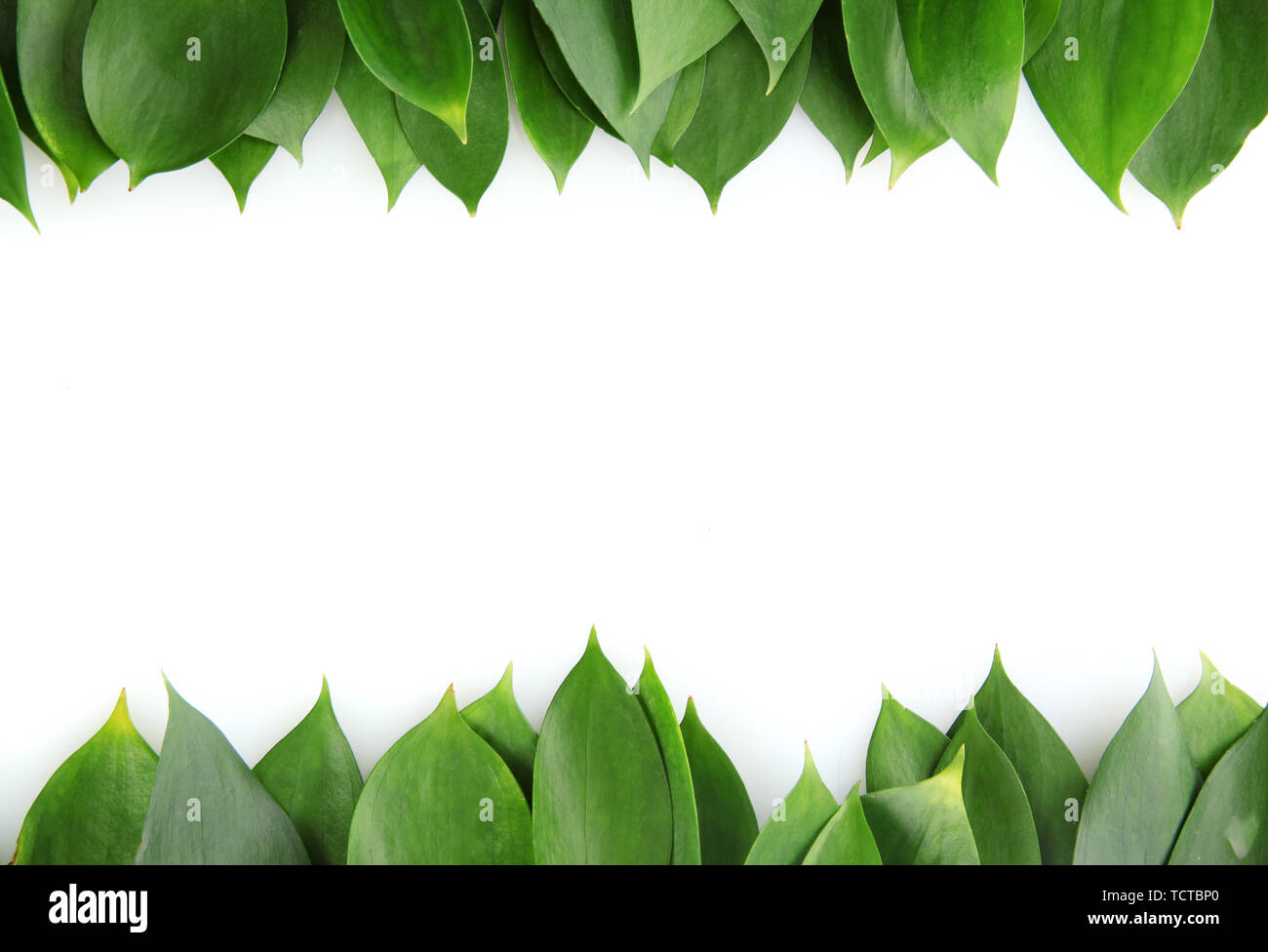 beautiful green leaves, isolated on white Stock Photo - Alamy