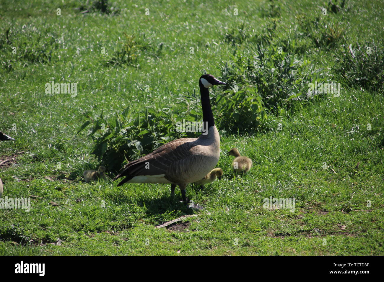 Canadian goose in field hi-res stock photography and images - Page 4 - Alamy