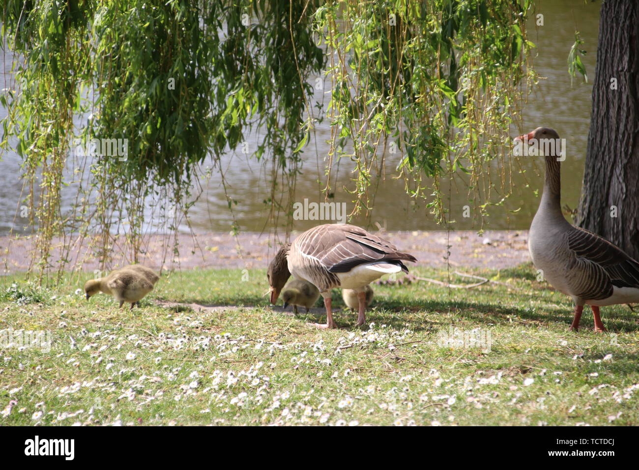 Grey goose with chicks in a field of grass in Rotterdam Stock Photo