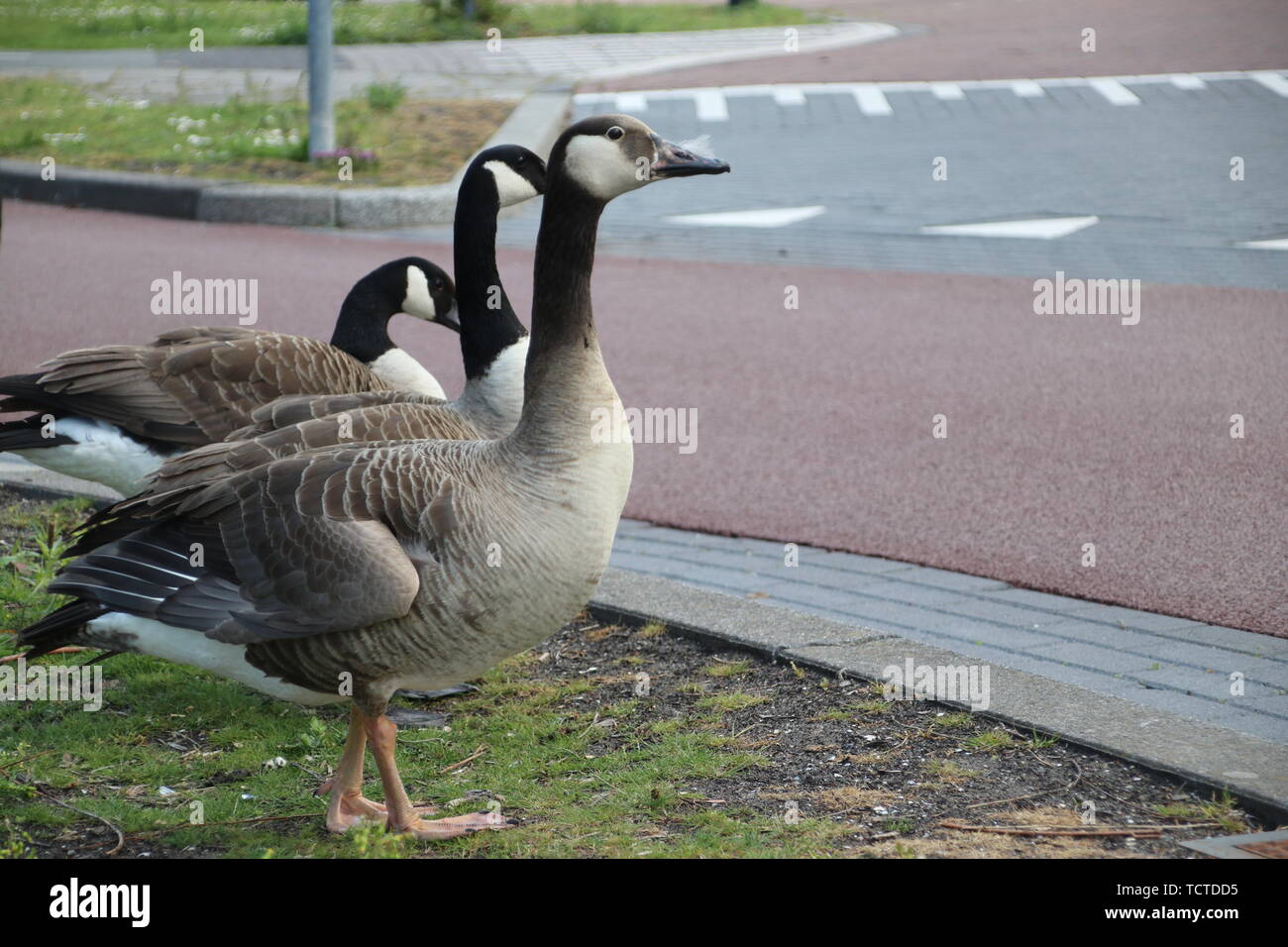 Grey goose with chicks in a field of grass in Rotterdam Stock Photo - Alamy