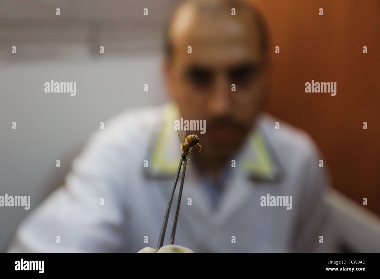 June 10, 2019 - Gaza City, Gaza Strip, Palestinian Territory - A Palestinian patient receives a bee-sting therapy by a health practitioner at a clinic in Gaza city on June 10, 2019. Apitherapy is the use of substances from honeybees, such as honey, propolis, royal jelly, or even venom (extracted or from live bees), to relieve various medical conditions. Most claims of apitherapy the medical use of bee venom are anecdotal and have not been proved to the satisfaction of scientists, although believers say it helps relieve pain from multiple sclerosis and rheumatoid arthritis and certain other ail Stock Photo