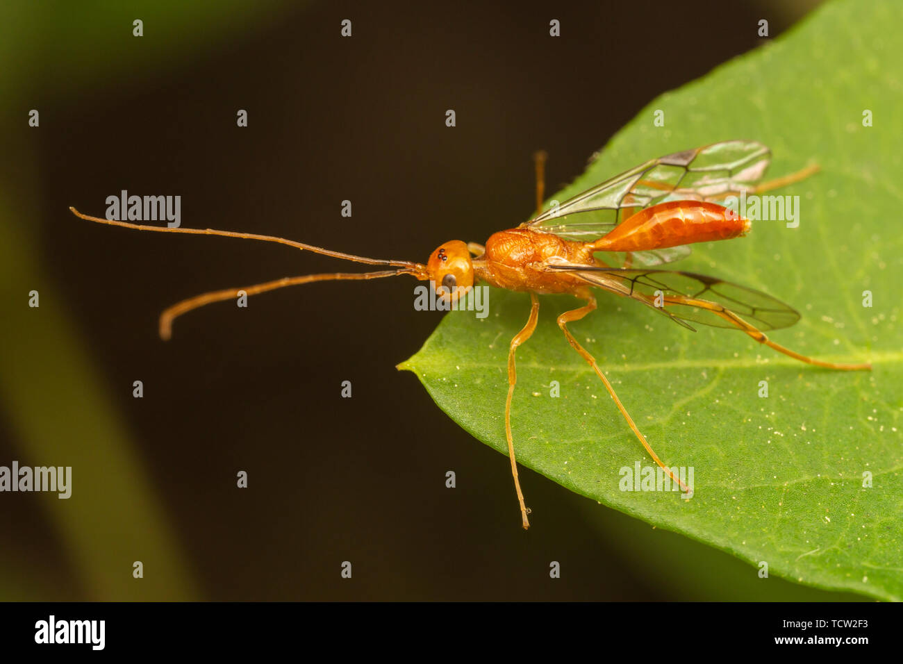 A male Aulacid Wasp (Aulacus burquei) Stock Photo