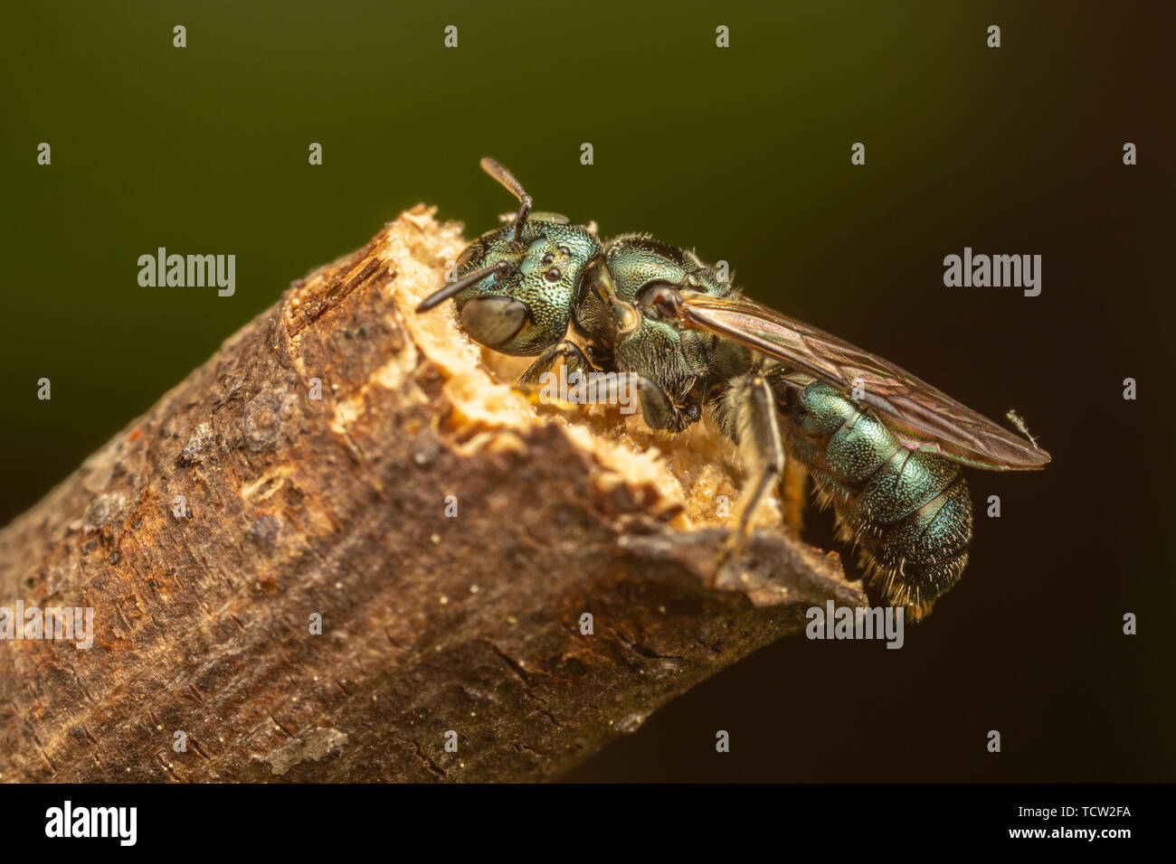 Small Carpenter Bee (Ceratina sp.) Stock Photo