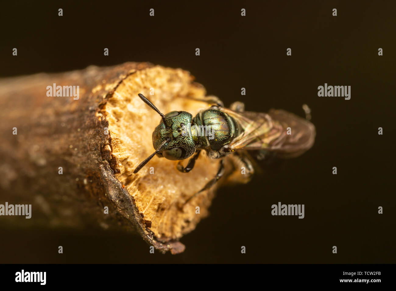 Small Carpenter Bee (Ceratina sp.) Stock Photo