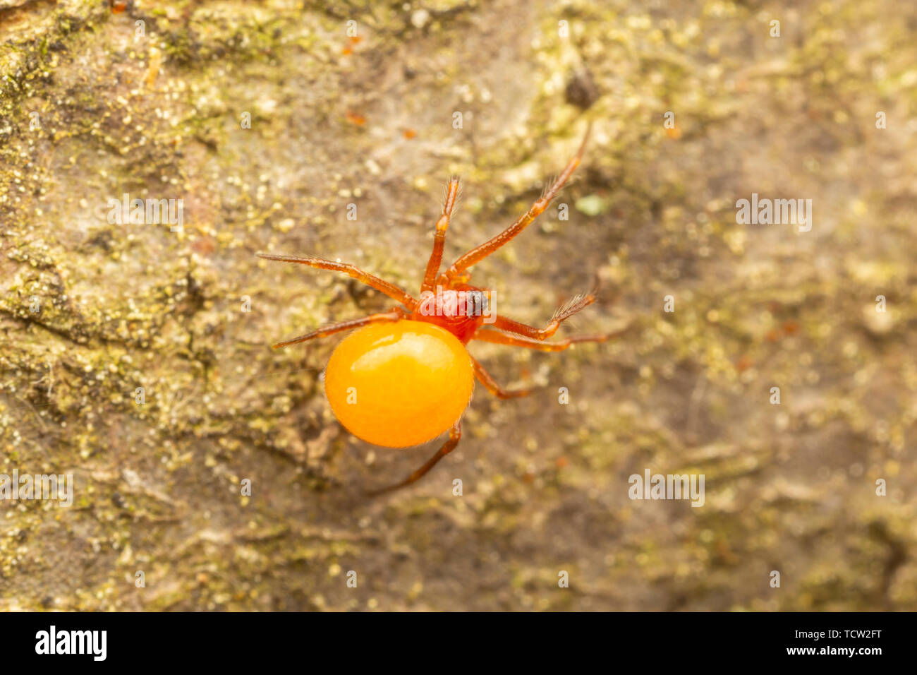 Female Cobweb Spider (Thymoites unimaculatus).  Approximately 2-3mm. Stock Photo