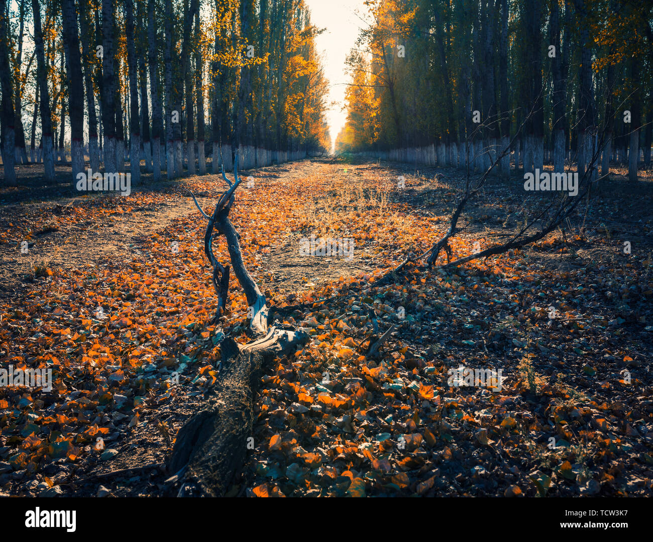 Autumn color of Tacheng country road Stock Photo
