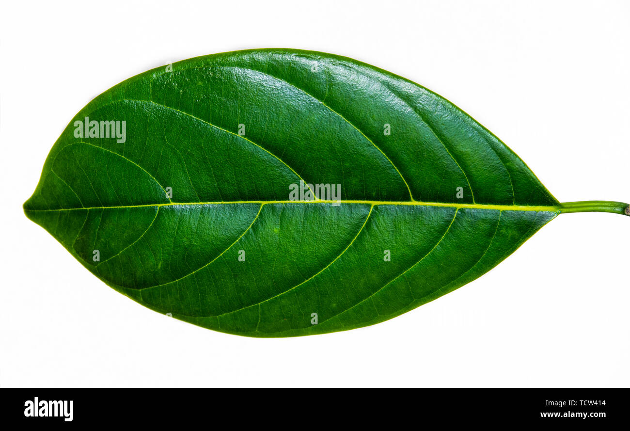 A jackfruit leaf. Stock Photo