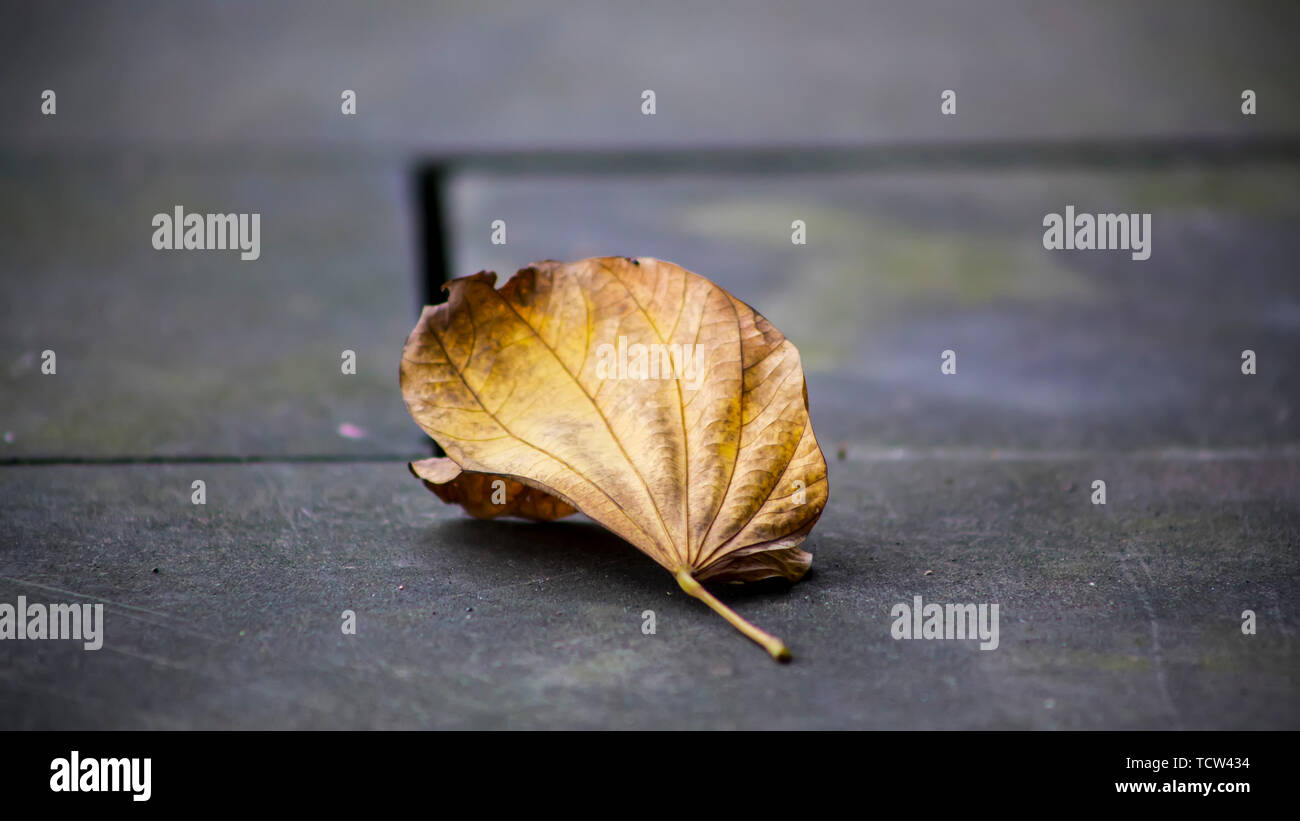 Golds and yellow leaves hi-res stock photography and images - Alamy