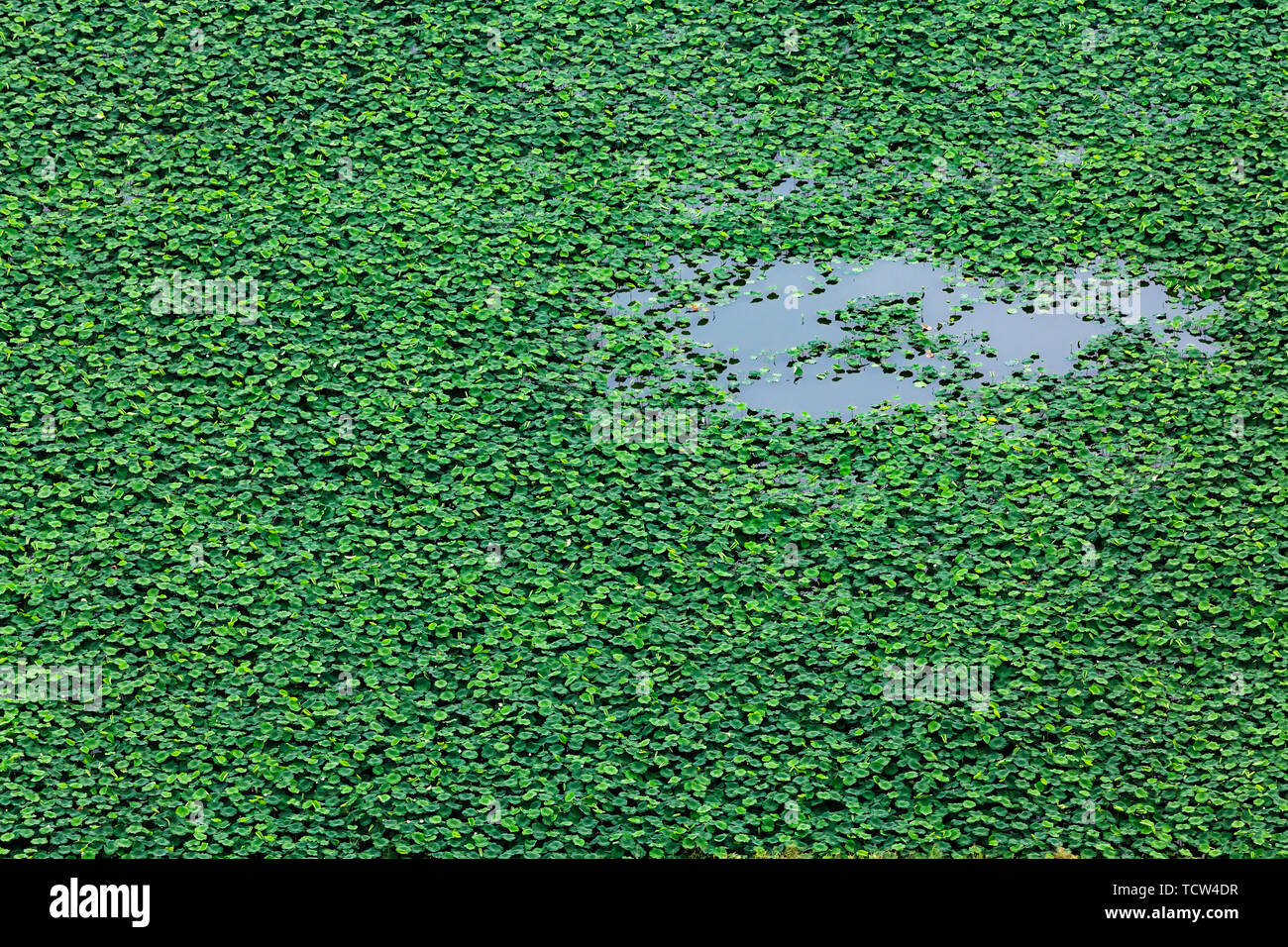Lotus leaf lotus flower large area lotus pond Stock Photo Alamy