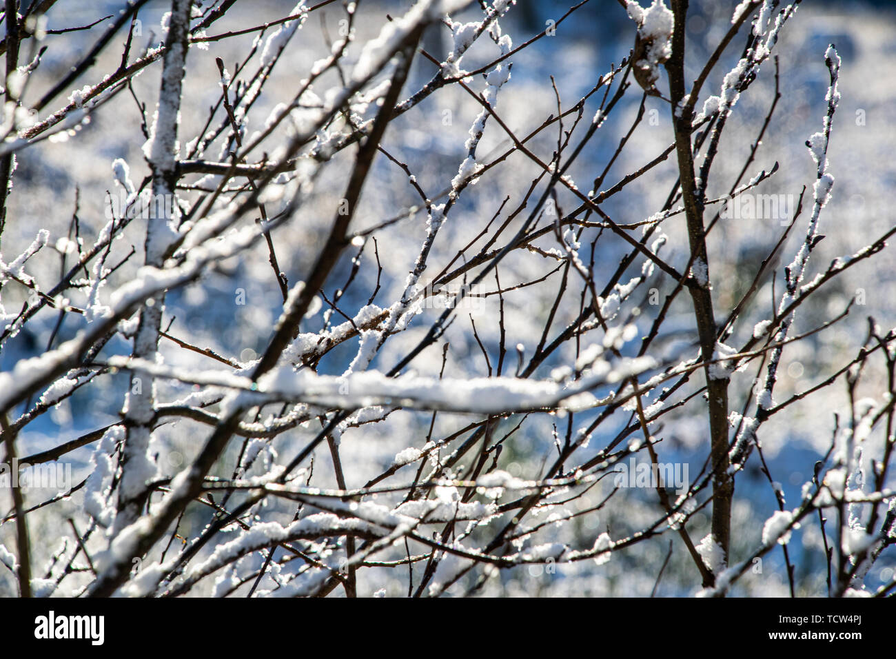 winter dry vegetation tree branches and leaves frosty covered with snow ...