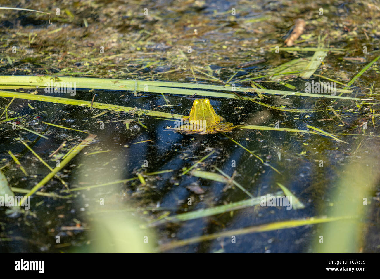green frog tadpoles feeding on grass in the ditch of water in country